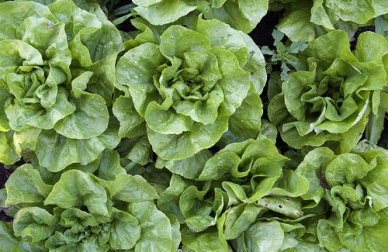 Você conhece as propriedades da alface?