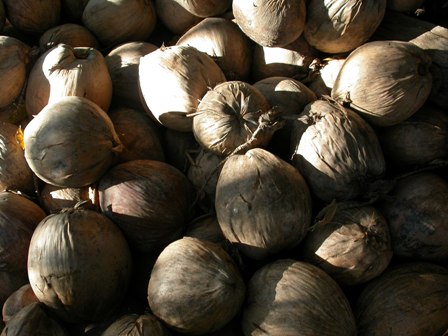 Coco, um fruto polivalente