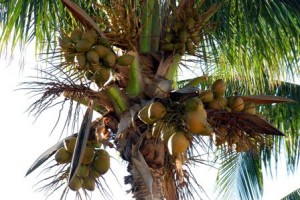 coco verde