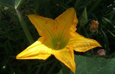 Flores comestíveis e seus nutrientes