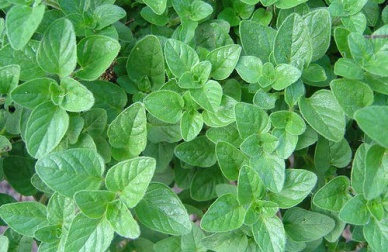 O orégano e seus variados usos medicinais