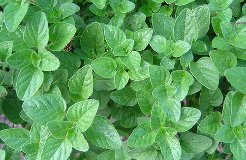 O orégano e seus variados usos medicinais