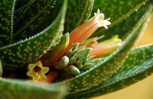 Suco de babosa para aliviar a dor de estômago