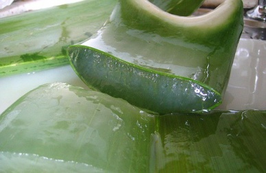 Prepare o suco de babosa em casa