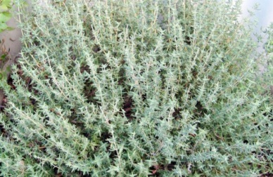 Propriedades e benefícios do tomilho