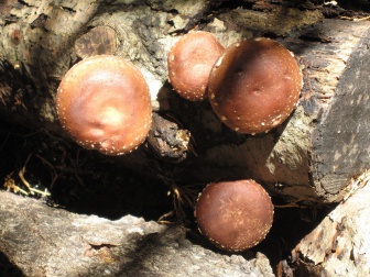 Anti-inflamatórios naturais: conheça-os!