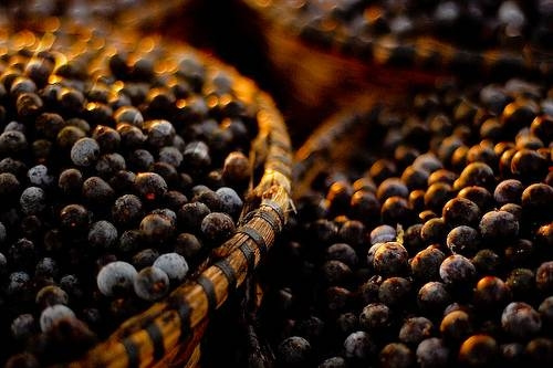 açaí. tucowsme