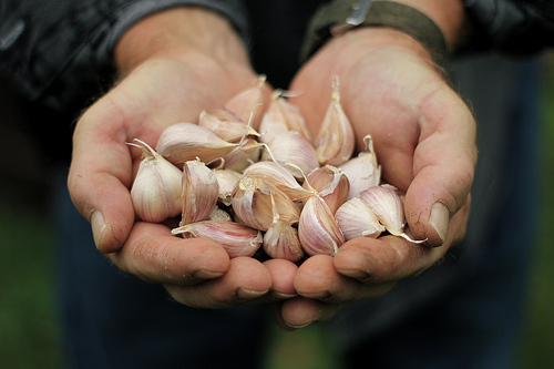 benefícios do alho em jejum