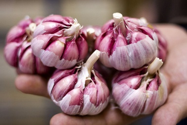 Os benefícios do alho em jejum