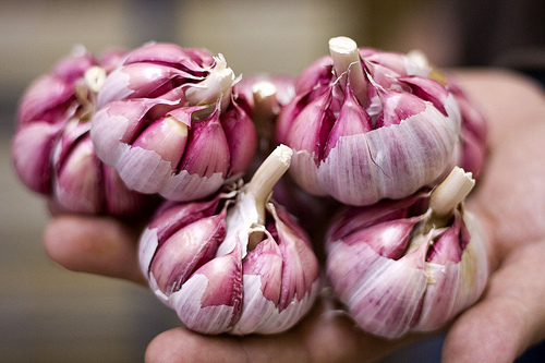 Alho um excelente antibiótico natural