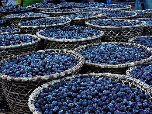 O poder do açaí