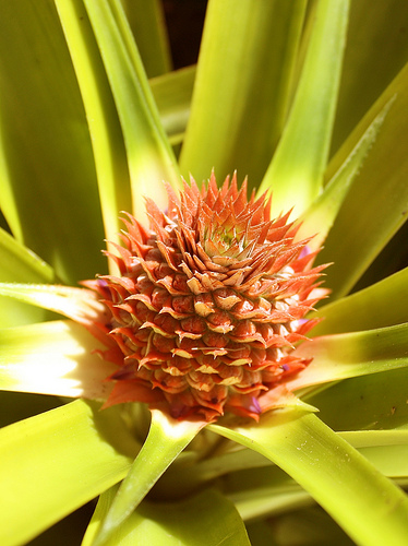 Benefícios do abacaxi para saúde