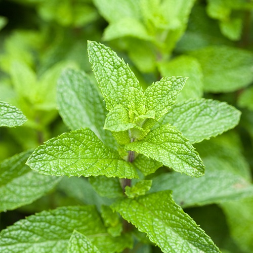 Benefícios do chá de menta