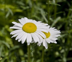 Flores para aliviar a dor de estômago