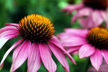 Antibióticos naturais: tratamento saudável acessível