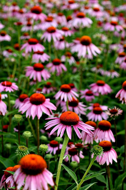 Equinácea com poder antimicrobiano