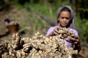 Gengibre ajuda a reduzir a enxaqueca