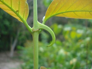 O uso de plantas medicinais contra a artrose