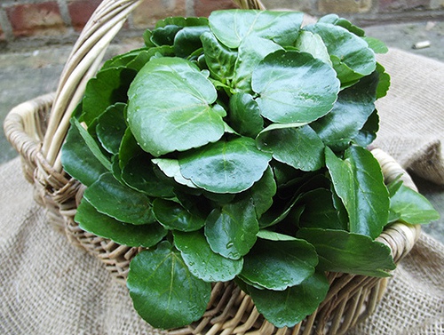 Alimentos ricos em cálcio