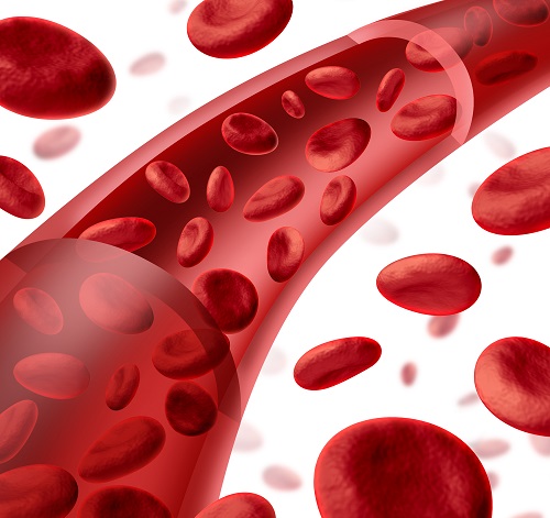 Blood cells flowing through veins and artery