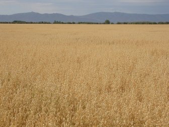 A rainha dos cereais