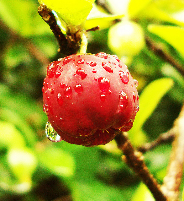 Acerola pra memória