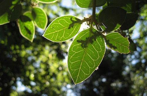 Você conhece a citronela? Você conhece a citronela?
