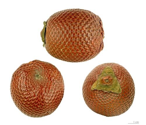 frutas exóticas