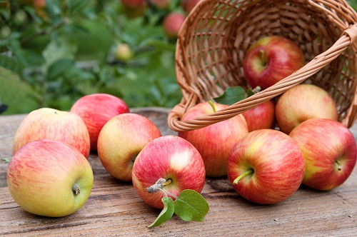 Basket full of ripe apples against apple orchard
