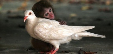 Carinho também cura