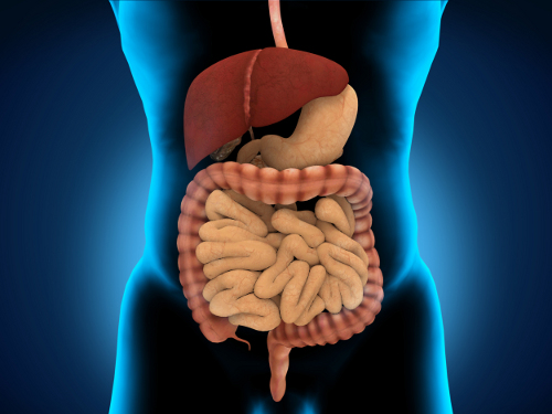 Água melhora o funcionamento do sistema digestivo