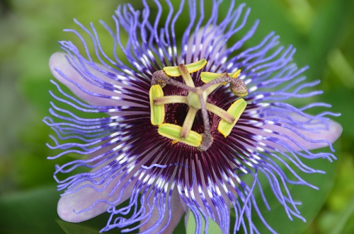 passiflora para desestressar