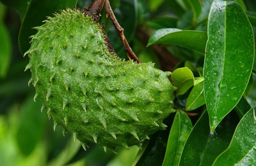 Benefícios de consumir a graviola, deliciosa fruta tropical