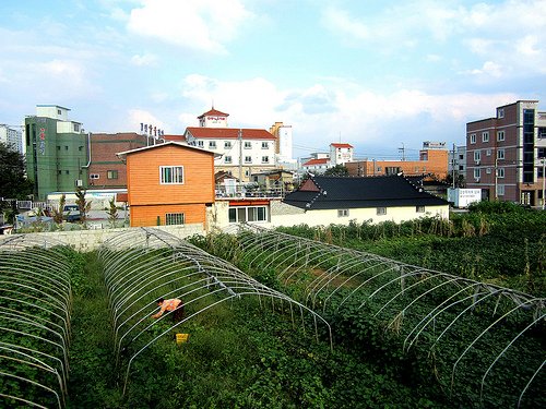 horta orgânica