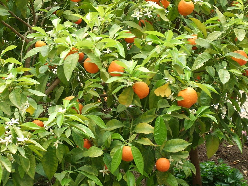 infusão de folhas de laranjeira para desestressar