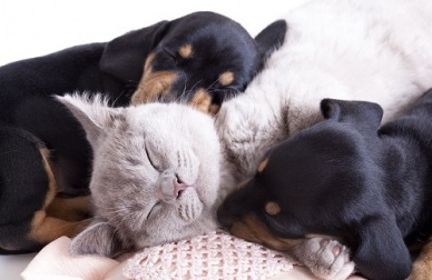 Animais de Estimação: Você sabe por que são tão bons para a saúde física e mental?