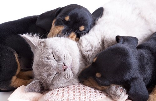 Animais de Estimação: Você sabe por que são tão bons para a saúde física e mental?