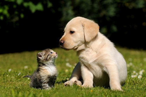 Animais de estimação fazem bem a saúde