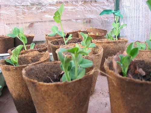 horta orgânica
