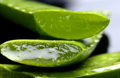 5 plantas curativas que você pode cultivar
