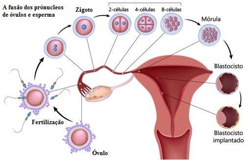 10 alimentos para melhorar a fertilidade