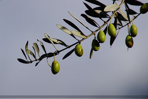 Variedades de azeitonas utilizadas na produção do azeite de oliva