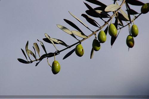 Oliveira arbequina