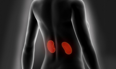 Conselhos para limpar e cuidar dos rins