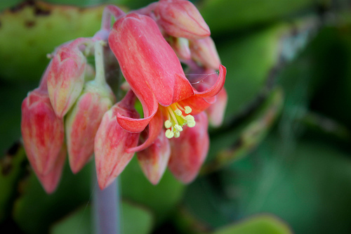 Suplementos que ajudam a evitar o câncer de útero