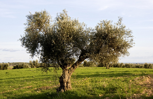 Azeite de oliva, o melhor da dieta mediterrânea