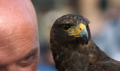 Predadores emocionais, como identificá-los?