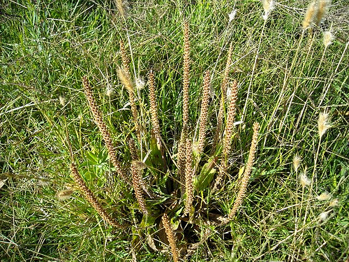 Plante a tanchagem em casa
