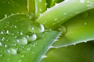 Aloe