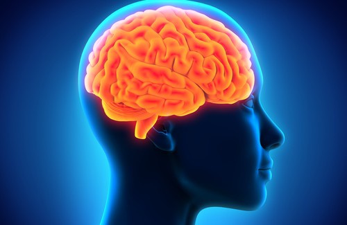 Cérebro-e-demência 500x325